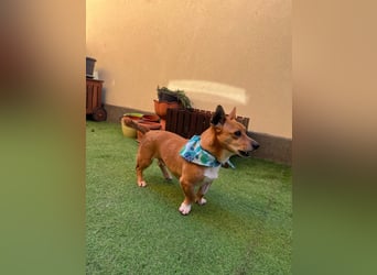 Mex. aufgeschlossener Dackelmischling geb. 2022