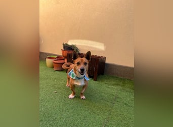 Mex. aufgeschlossener Dackelmischling geb. 2022