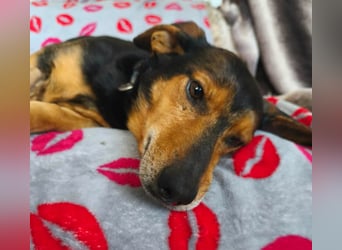 Morzsi, lieber, anhänglicher Dackelmischling geb.2018