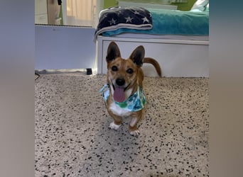 Mex. aufgeschlossener Dackelmischling geb. 2022