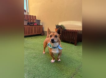 Mex. aufgeschlossener Dackelmischling geb. 2022