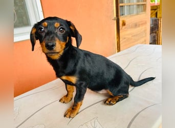 Sippi, süßes Dackelmischlings Welpenmädchen geb. 02/2026