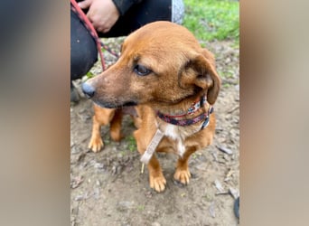 Spuri, schüchternes Dackel Mix Mädchen geb. 2021