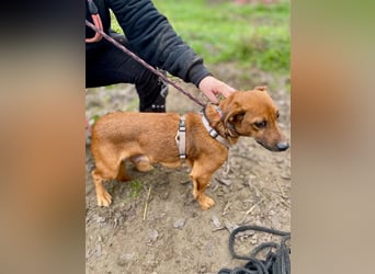 Spuri, schüchternes Dackel Mix Mädchen geb. 2021