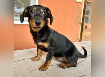 Sippi, süßes Dackelmischlings Welpenmädchen geb. 02/2026