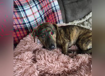 Hubertus sanfter freundlicher Dackelmischling