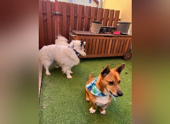 Mex. aufgeschlossener Dackelmischling geb. 2022