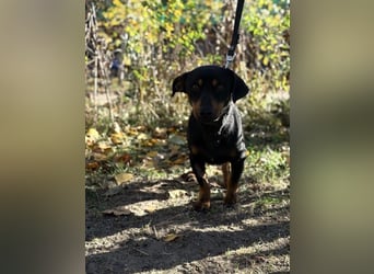 Fortunato, lieber Dackelmix geb. 2022