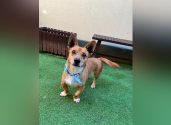 Mex. aufgeschlossener Dackelmischling geb. 2022