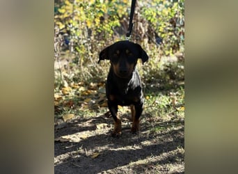 Fortunato, lieber Dackelmix geb. 2022