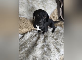 Botond, lieber Dackel Mischling geb. 2024