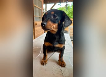 Sippi, süßes Dackelmischlings Welpenmädchen geb. 02/2026