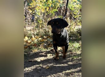 Fortunato, lieber Dackelmix geb. 2022