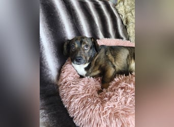 Kornél Dackel Mischling freundlich zu Kindern. Hunden und Katzen