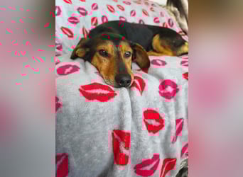 Morzsi, lieber, anhänglicher Dackelmischling geb.2018