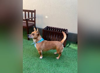 Mex. aufgeschlossener Dackelmischling geb. 2022