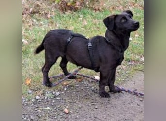 Dackel-Terrier-Mix Junghündin "Nowa" sucht ein Zuhause