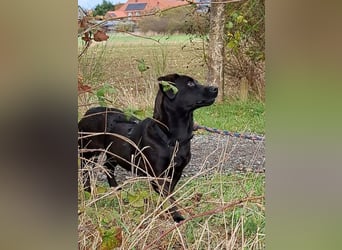 Dackel-Terrier-Mix Junghündin "Nowa" sucht ein Zuhause