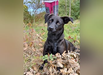 Dackel-Terrier-Mix Junghündin "Nowa" sucht ein Zuhause
