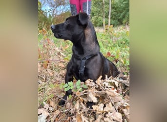 Dackel-Terrier-Mix Junghündin "Nowa" sucht ein Zuhause