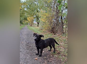 Dackel-Terrier-Mix Junghündin "Nowa" sucht ein Zuhause