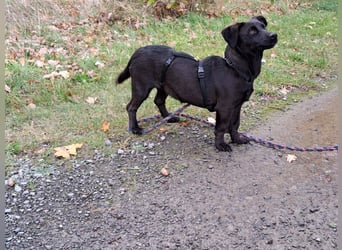 Dackel-Terrier-Mix Junghündin "Nowa" sucht ein Zuhause