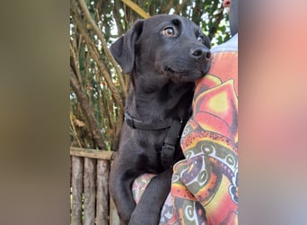 Dackel-Terrier-Mix Junghündin "Nowa" sucht ein Zuhause