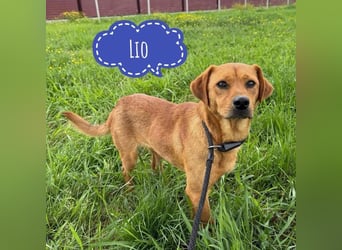 Lio - ein Lovely Dog