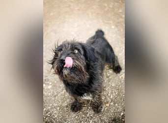  Ramszesz - charmant, klug 