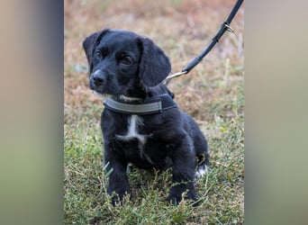 Matyi SI, süßer kleiner Drops