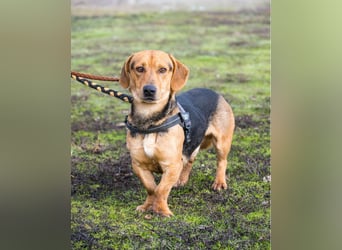 Marsall SI - selbstbewusst, typisch Dackel