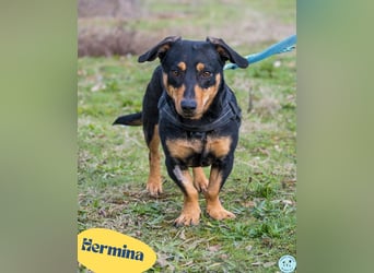 Hermina - schüchtern, lieb