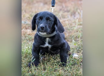 Matyi SI, süßer kleiner Drops