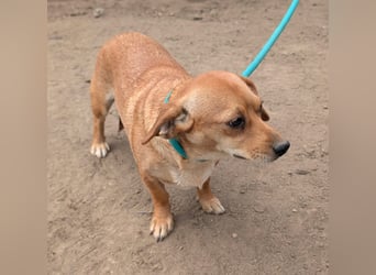 Cinke, geboren 01.06.2024, 28cm sucht ihr Zuhause
