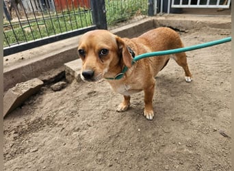 Cinke, geboren 01.06.2024, 28cm sucht ihr Zuhause