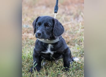 Matyi SI, süßer kleiner Drops