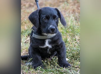 Matyi SI, süßer kleiner Drops