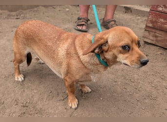 Cinke, geboren 01.06.2024, 28cm sucht ihr Zuhause