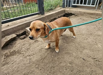 Cinke, geboren 01.06.2024, 28cm sucht ihr Zuhause