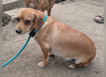 Cinke, geboren 01.06.2024, 28cm sucht ihr Zuhause
