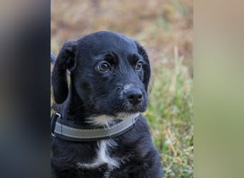 Matyi SI, süßer kleiner Drops