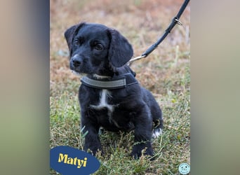 Matyi SI, süßer kleiner Drops