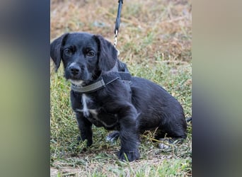 Matyi SI, süßer kleiner Drops