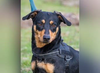 Hermina - schüchtern, lieb