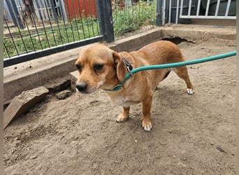 Cinke, geboren 01.06.2024, 28cm sucht ihr Zuhause