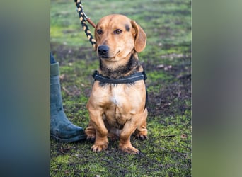 Marsall SI - selbstbewusst, typisch Dackel