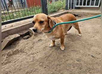 Cinke, geboren 01.06.2024, 28cm sucht ihr Zuhause