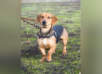 Marsall SI - selbstbewusst, typisch Dackel