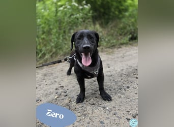 Zero - lernt fleißig
