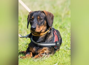 Bütyök SI - vertraglich, etwas unsicher